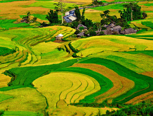 6 breathtaking fields in Vietnam